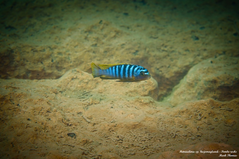 Maylandia fainzilberi 'Pombo Rocks'